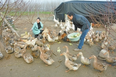 商水县 林下养殖效益高