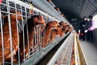 4月12日家禽市场简评