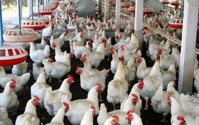 家禽养殖