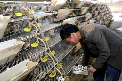 民生 丨 西高山乡:多元化家禽养殖业打开新钱袋