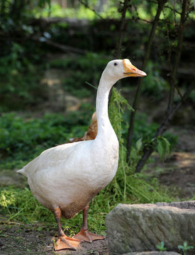 大鹅饲养,大鹅养殖