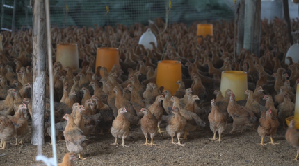 峦城镇下滕村:鸡鸭成群唱响致富交响曲