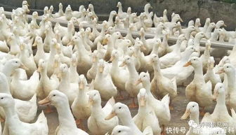 家禽养殖致富之选 养鸭与养鹅的经济效益对比分析