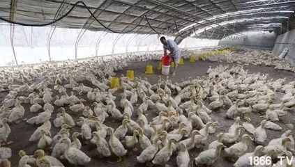 农村养殖业未来发展八大方向，跟准家禽养殖也能赚钱