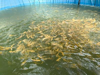 甘肃榆中县 让鲜活水产“跃”上百姓餐桌