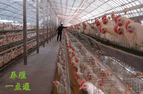 家禽养殖看似简单，实则暗藏挑战——养鸡面临的三方面问题