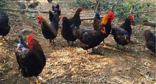 有机家禽养殖技术 健康养殖与可持续发展之路