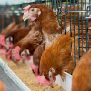 益得来生态健康产业集团 关键技术突破引领家禽养殖新篇章