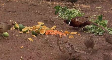 仿野生特色养殖 一只家禽卖150元，年收入15万元的致富路