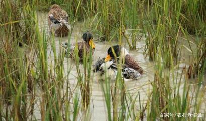 农村养殖鸡鸭鹅的成本比较及家禽养殖的普遍偏好