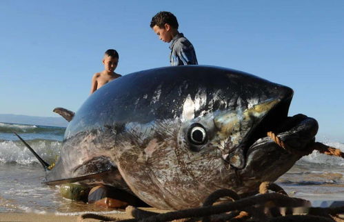 全球水产养殖创历史新高 FAO发布2020年世界渔业和水产养殖状况报告