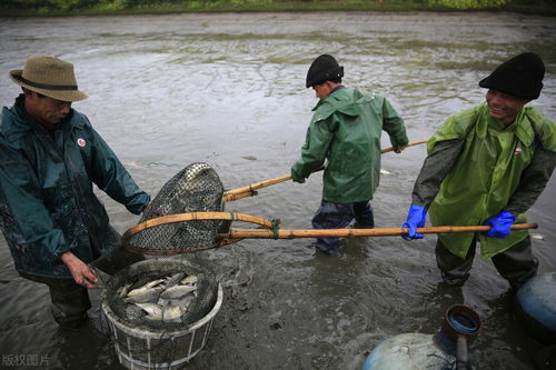 家禽养殖中的解毒误区与科学方法——阿彬为你详解