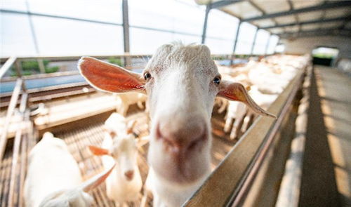 即时零售赋能锁鲜技术，崇明白山羊肉直连市民餐桌