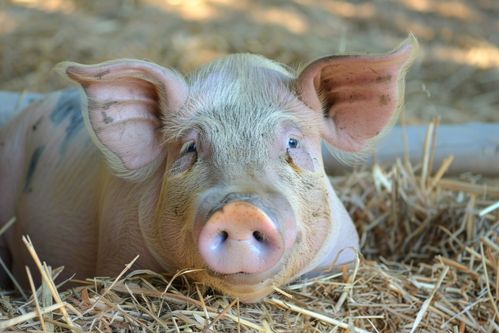 家禽家畜中的猪 养殖与摄影的完美结合