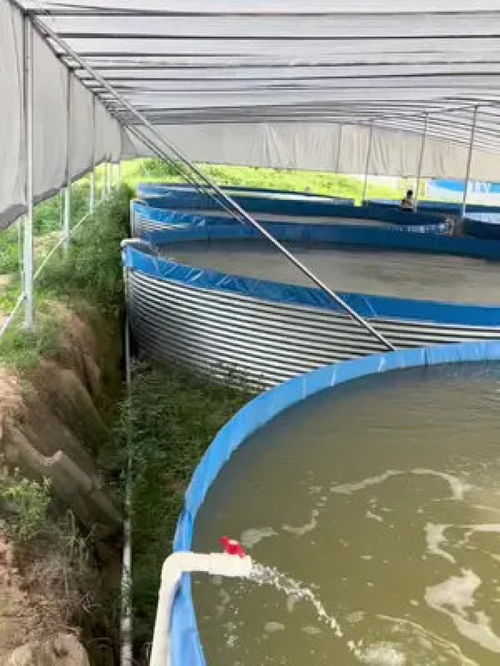 脆罗一代高围桶集体标粗养殖全过程解析