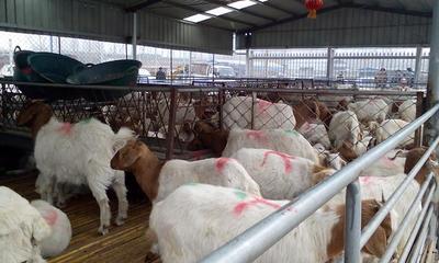 湖南肉牛犊市场行情与养殖策略分析