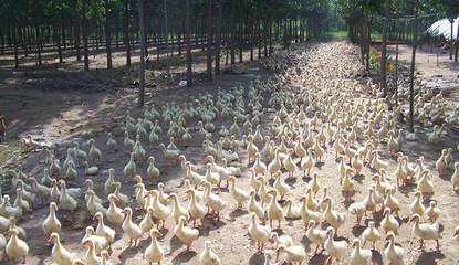 专家指点迷津 农村养殖业的致富新方向——家禽养殖