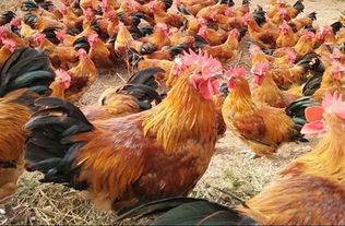 昆明家禽养殖培训 专业化基地助力养殖技能提升