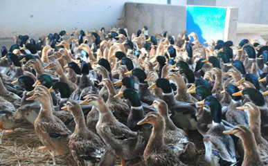 建昌鸭品种特点及其在水产养殖中的应用