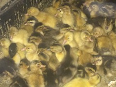 广西黄麻鸭与杂交麻鸭的养殖优势及市场前景分析