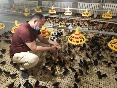 养殖家禽助农增收的科学路径与实践策略