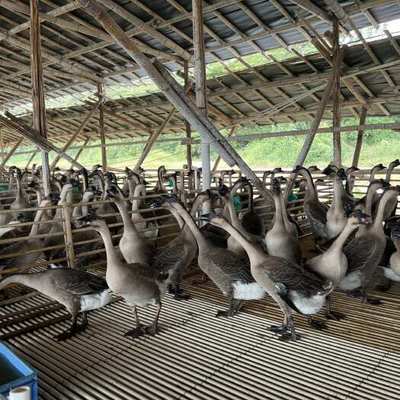 广东黑棕鹅水产养殖 特色品种与高效养殖技术