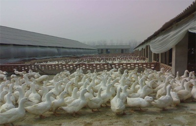 肉鸭养殖的盈利前景与关键要素分析