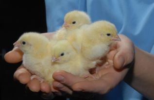 俄罗斯全国家禽养殖者联盟（NUPF）成立，推动家禽养殖业发展