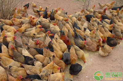 致富家禽养殖优选 技术与市场双轮驱动