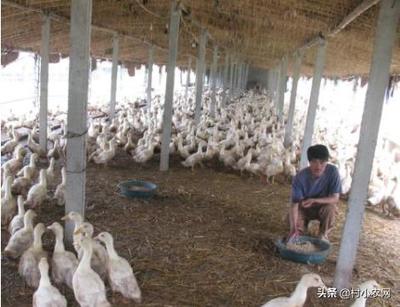 家禽养殖 低门槛高回报的致富之路