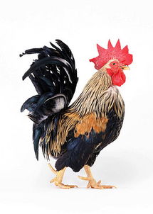 小鸡动物世界特写 从摄影到家禽饲养的实用指南